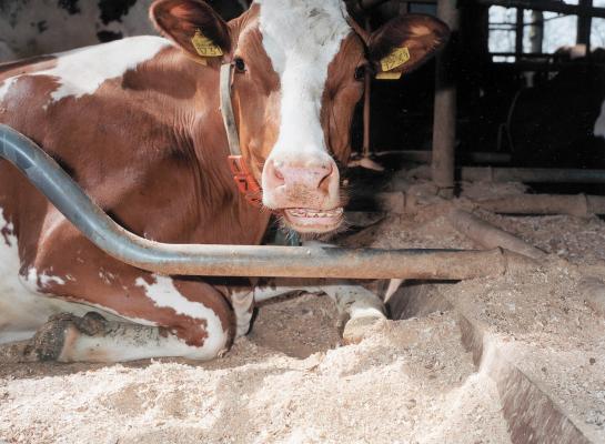 Een hogere genetische aanleg voor herkauwtijd in de eerste 60 dagen na afkalven ging genetisch samen met een hogere melkproductie en een betere vruchtbaarheid en gezondheid