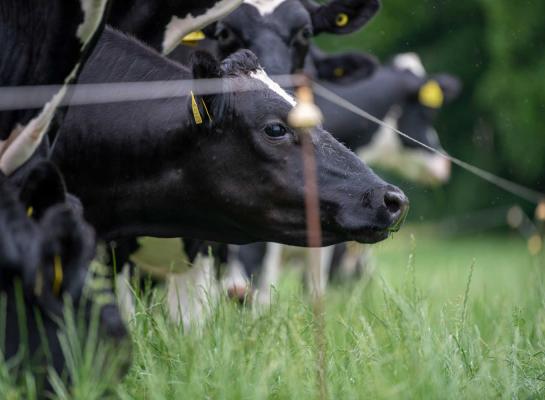  Gras wil bij daglengtes vanaf vijftien uur bloeien om zaad te verspreiden