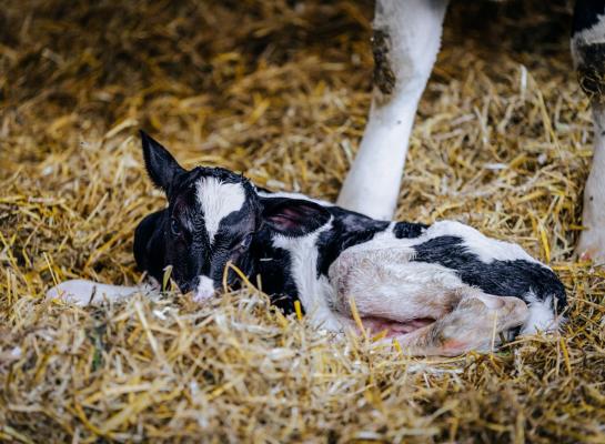 De effecten van blauwtong type 3 op vruchtbaarheid waren het kleinst bij koeien die natuurlijke immuniteit hadden opgebouwd en gevaccineerd waren