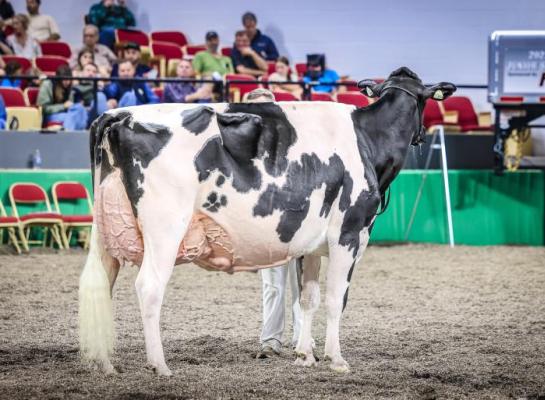 Kandy Cane werd algemeen kampioene bij de zwartbonte holsteins op de World Dairy Expo in 2025 (foto: Guillaume Moy)