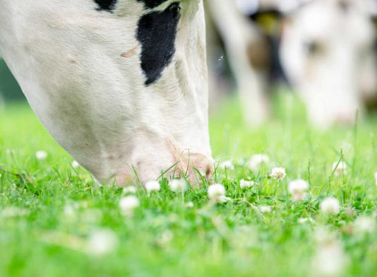 Bij warmte en droogte gaan percelen met grasklaver of met gras, kruiden en klavers langer door