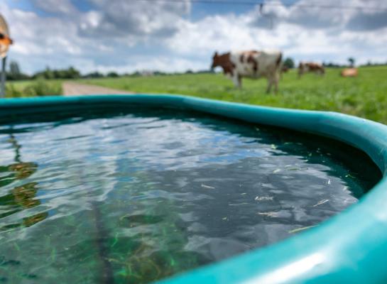 Een koe drinkt normaal 100 tot 150 liter water, op warme dagen kan dat oplopen tot 200 liter