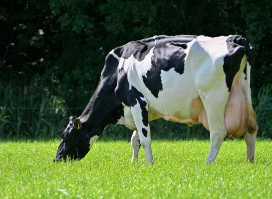 Voor de familie Baak is de vijftienjarige Cato 259 nu al de tweede koe die de bijzondere trilogie honderdtonner, tientonner en sterkoe 3 voltooit (foto: Henk Lomulder)