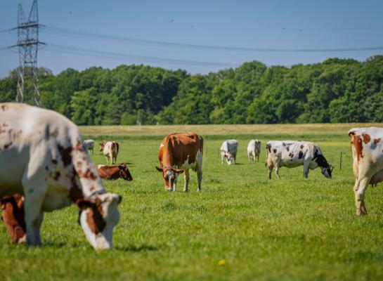 Volgens de Europese Commissie staat de Europese veehouderij onder druk door lage marges, geopolitieke onzekerheid, dierziekten, strengere duurzaamheidseisen en een afnemend aantal bedrijven