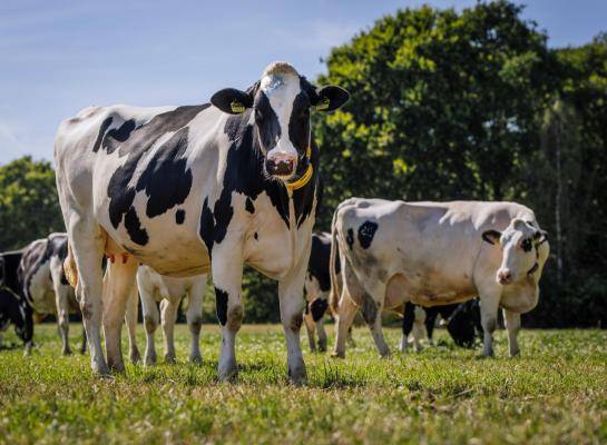 De graskwaliteit is afgelopen week verder teruggelopen