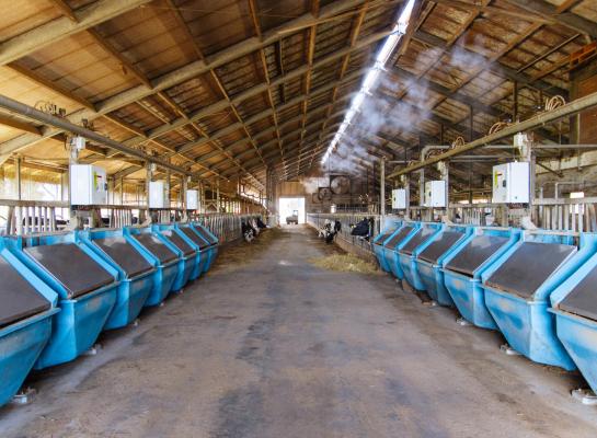 Met 1,5 kg melk per kg droge stof voer produceren de koeien van de familie van Gastel ruim 13.000 kg melk met 3,91% vet en 3,52% eiwit in 305 dagen