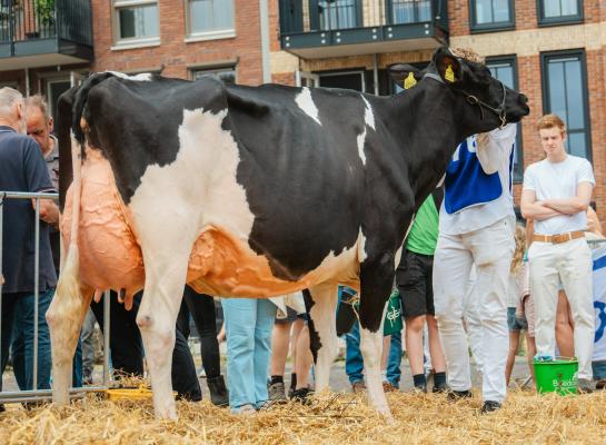 Leeuwke 83 (v. Kingmaster) wint het algemeen kampioenschap in Balk (foto: Floor Schut)