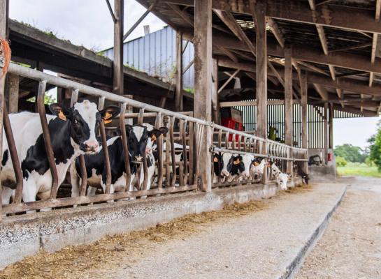 Runderen op meerdere bedrijven in Zwitserland, Frankrijk en Zuid-Duitsland vertonen koorts en diarree