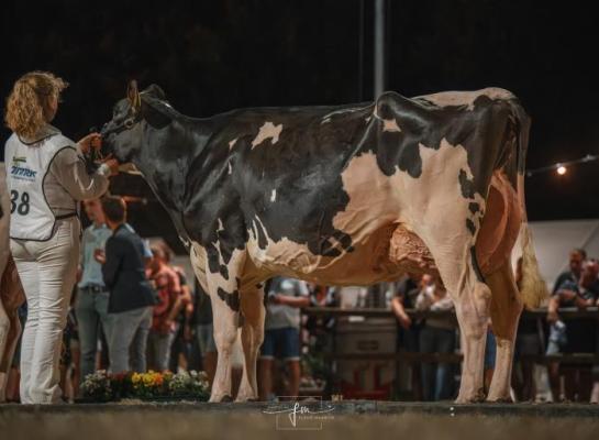 Els 3 (v. Rager) won in 2025 de eerste editie van de Dairy Fair by Night (foto: Fleur Maartje Bakker)