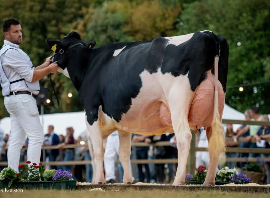 De regerend middenklaskampioene van de HHH-show won in Beesd de titel Barones van de Mariënwaerdt (foto: Els Korsten)