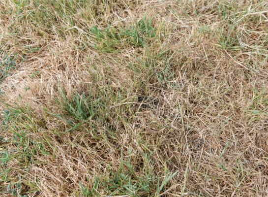 gras