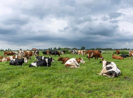Ook runderen op bedrijven in Friesland en Limburg vertonen nu verschijnselen van het nieuwe ‘shamonda-like’ virus 