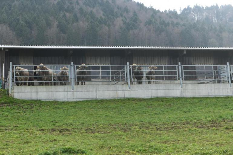Een uitloop in de winter is in Zwitserland verplicht voor boeren die in aanmerking willen komen voor een weidepremie