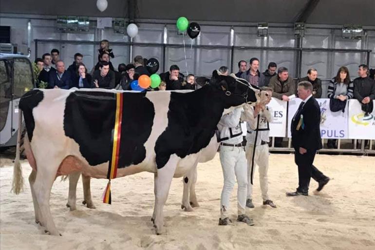 Halchemy in actie tijdens de Koeparade (foto: Teus van Herk)