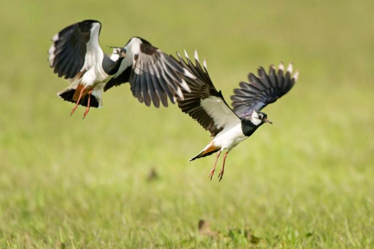 De brochure ‘Winst & Weidevogels’ beschrijft maatregelen die weidvogels actief helpen en direct toepasbaar zijn in de normale bedrijfsvoering