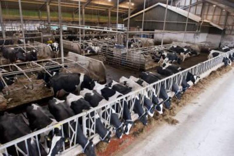 Bedrijven met meer dan 250 melkkoeien realiseerden een lagere melkprijs en hogere voerkosten