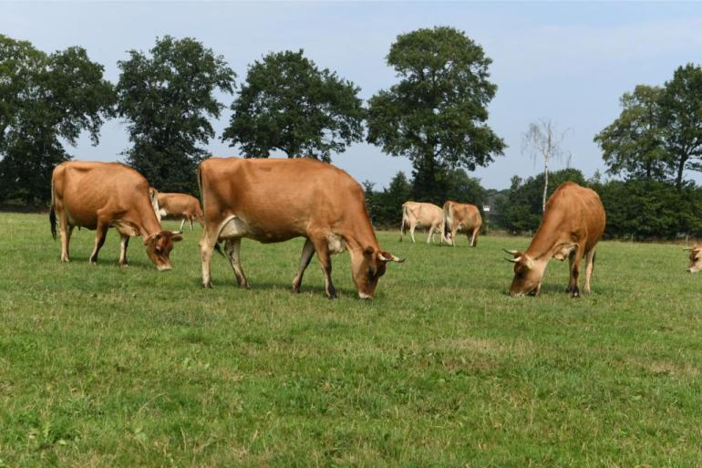 Bij kurzrasen eten koeien alleen de nieuwe topjes, waar veel energie en eiwit in zit