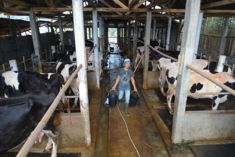 Zeker tienduizenden en vermoedelijk miljoenen Indonesische runderen zijn besmet met mond-en-klauwzeer
