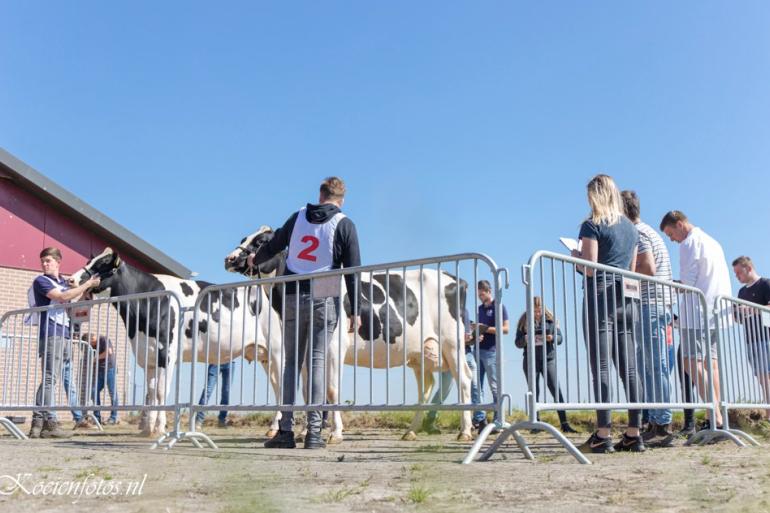 Het NK veebeoordelen voor studenten vond dit jaar plaats in Biddinghuizen bij de familie Van de Vliert (foto: Koeienfotos.nl)
