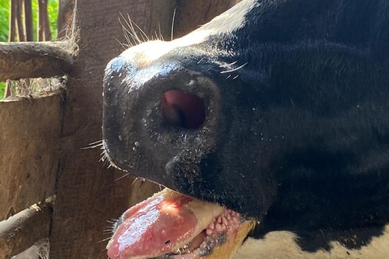 Besmette koeien kunnen nauwelijks eten door blaren op hun tong (foto: Nsereko G Brian)