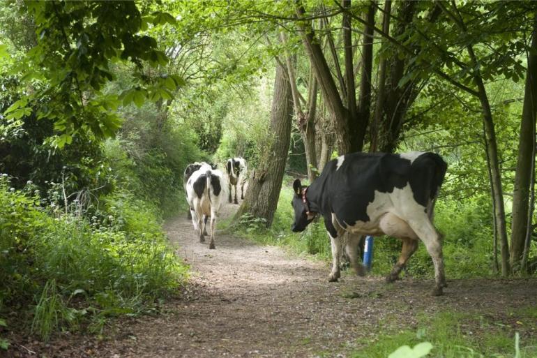 In gebieden met veel kwetsbare natuur moet de stikstofuitstoot fors naar beneden