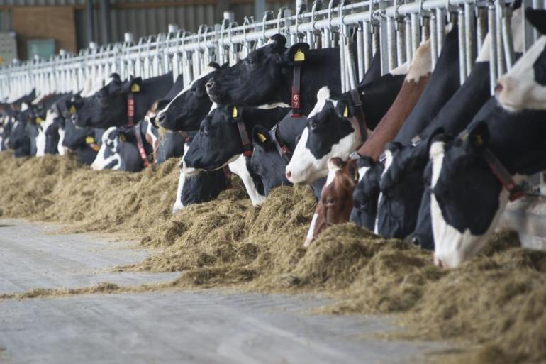 Op 44 procent van de Belgische melkveebedrijven werd meer dan 500.000 liter melk geproduceerd in 2021