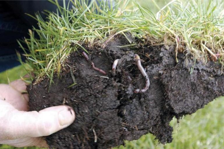 Wormen zorgen ervoor dat fosfaat en andere mineralen in de bodem beschikbaar komen voor grasplanten