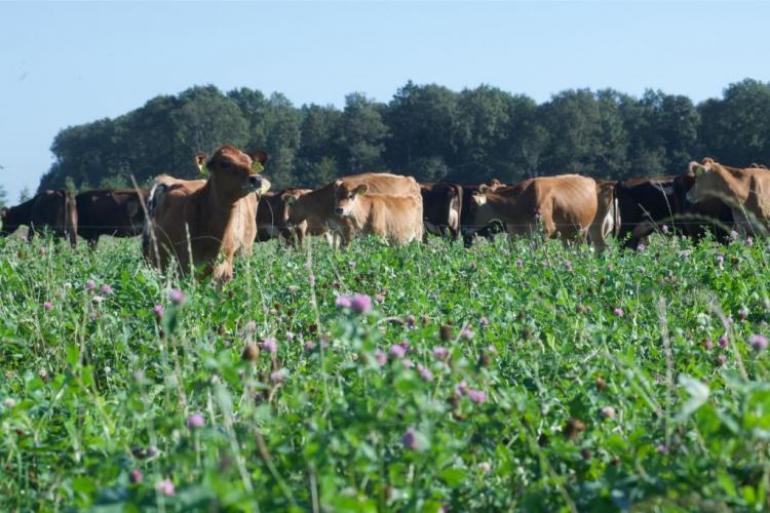 Een van de tips in het stappenplan is om koeien de weide evenredig af te laten grazen door ze langer te laten weiden