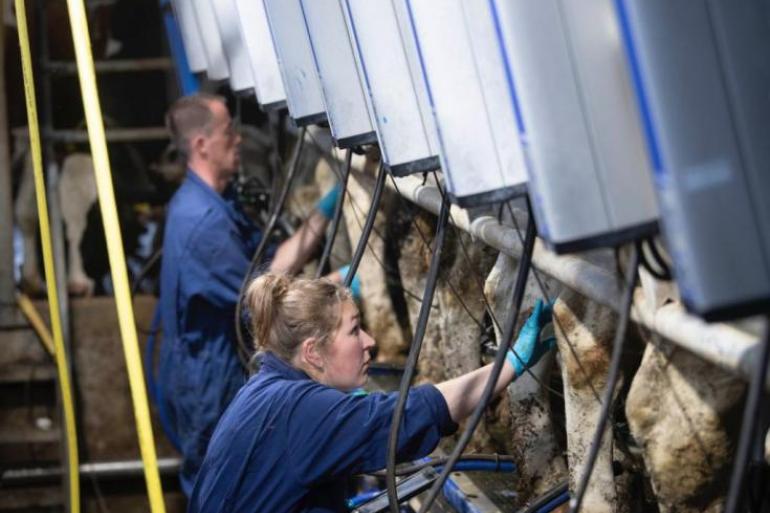 Een vrije status voor leptospirose is in Nederland een voorwaarde om melk te leveren