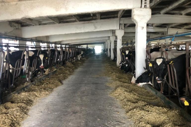 In Oekraïne krijgen veel koeien extra graan omdat het onverkoopbaar is geworden