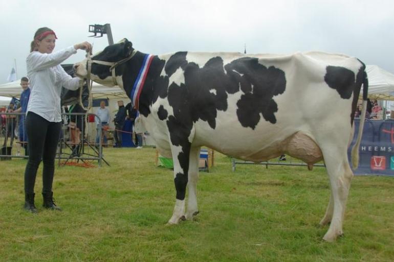 Grietje 226 (v. Topsy) wint het algemeen kampioenschap tijdens de landbouwdag op Texel