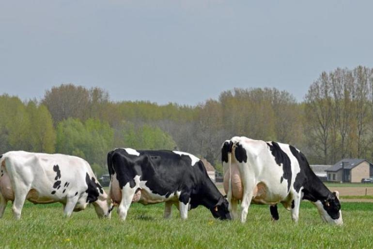 Het aantal Vlaamse melkkoeien nam in 2021 nog toe met bijna 2000 stuks