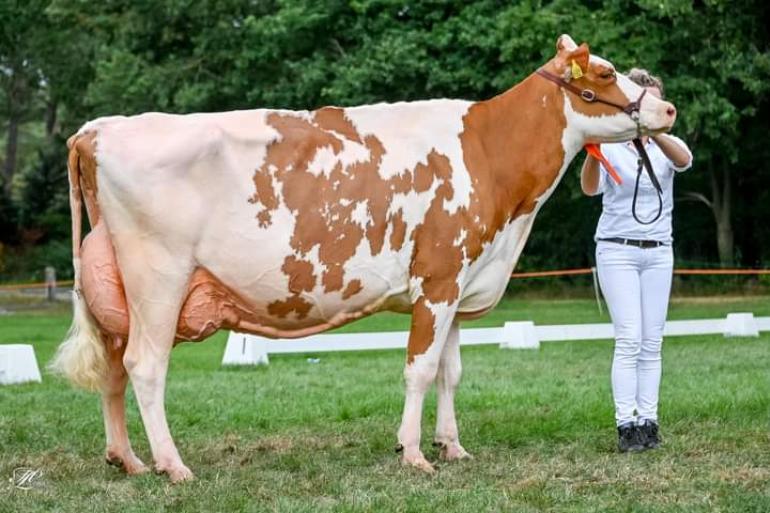 Algemeen kampioene Heerenbrink Truus 4 (v. Big Apple) pakte in 2018 het algemeen kampioenschap op de HHH-show (foto: Henk Lomulder)