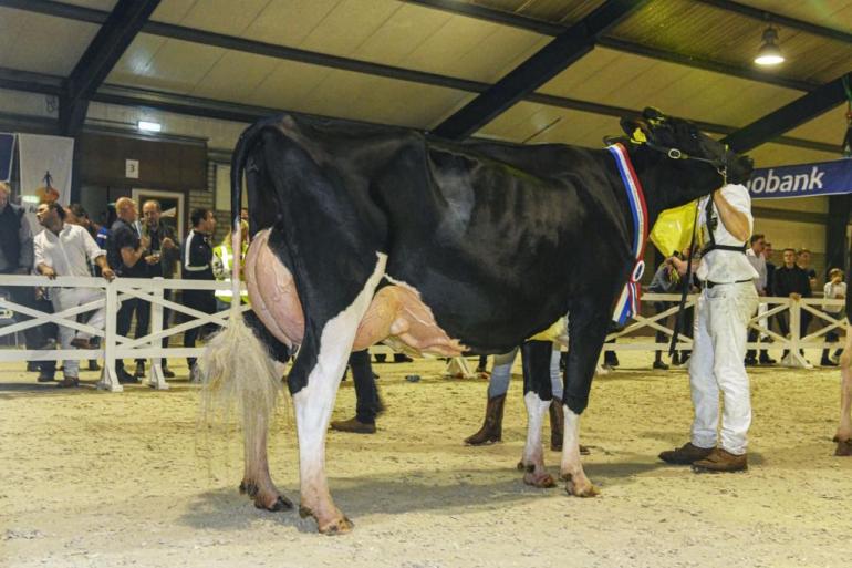 Op de laatste Midsummer Dairy Show in 2019 werd Moerhoeve Marina 371 (v. Braxton) uitgeroepen tot Miss Midsummer Black