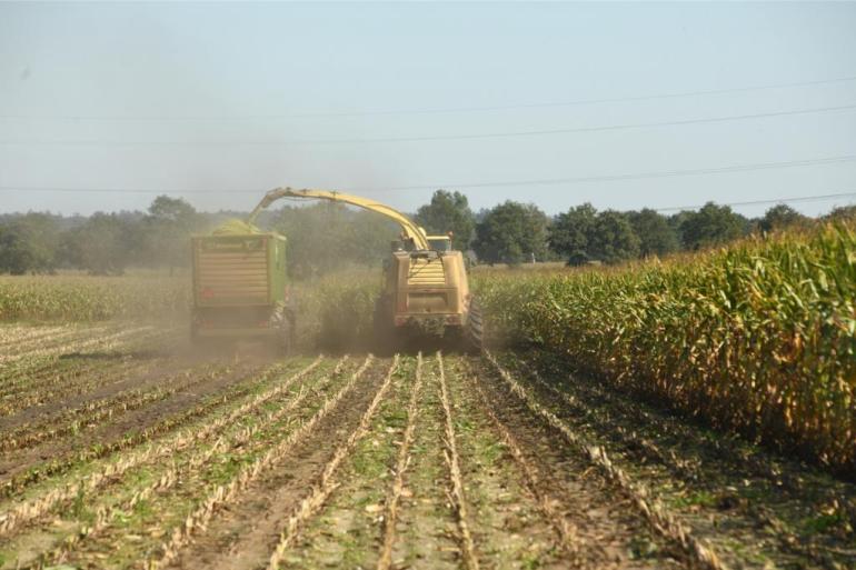 Vroeg gezaaide mais op warmere grond is inmiddels al aan het afrijpen