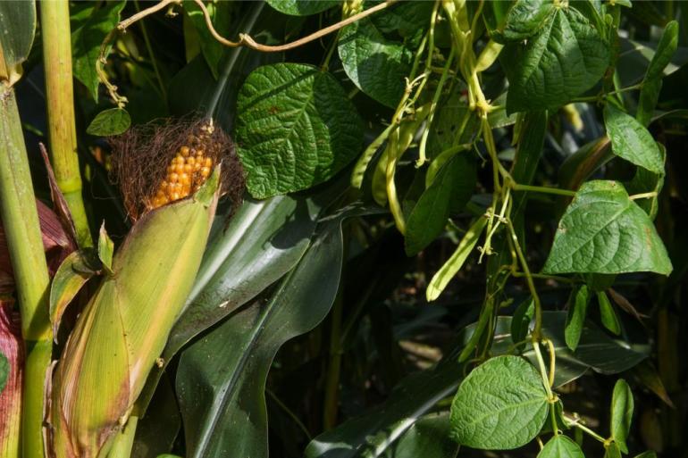 De mengteelt van mais en stokbonen leidt niet op alle vlakken tot een betere voederwaarde