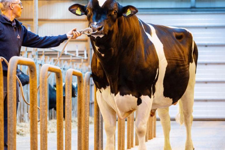 De Interbull-draai van augustus leverde weer veel nieuwe namen op