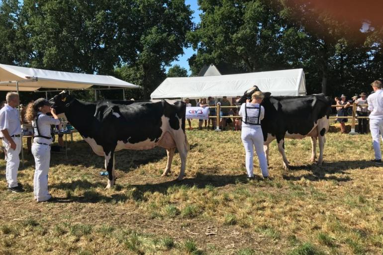 Van links naar rechts: Giessen Charity 138 (v. Atwood) en Giessen Charity 183 (v. Beatstick) pakten de seniortitels in Drenthe