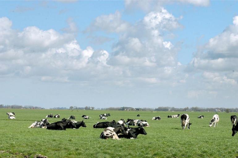 In 2021 had 41 procent van de melkveebedrijven een veebezetting van minder dan 2 GVE per hectare