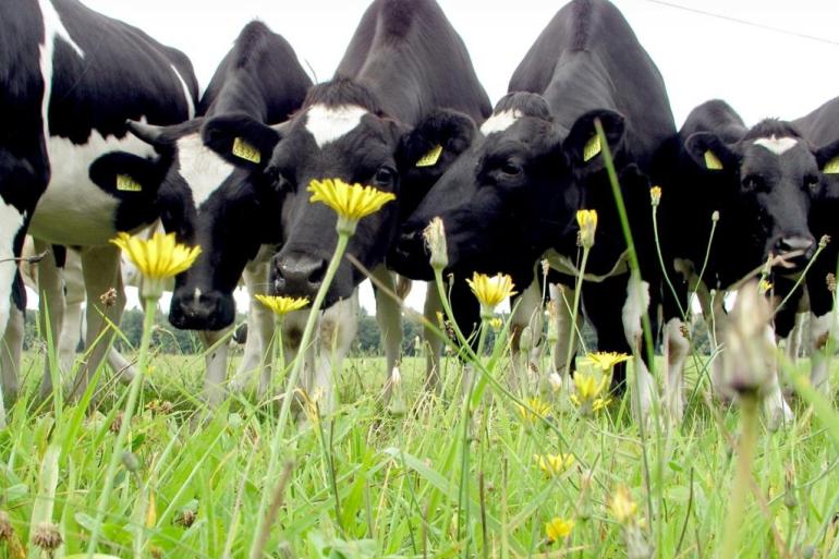 Het bestuur van de stichting Deltaplan Biodiversiteitsherstel roept het kabinet op om minder geld te besteden aan uitkoop en meer aan ondersteuning voor boeren die hun bedrijfsvoering verduurzamen