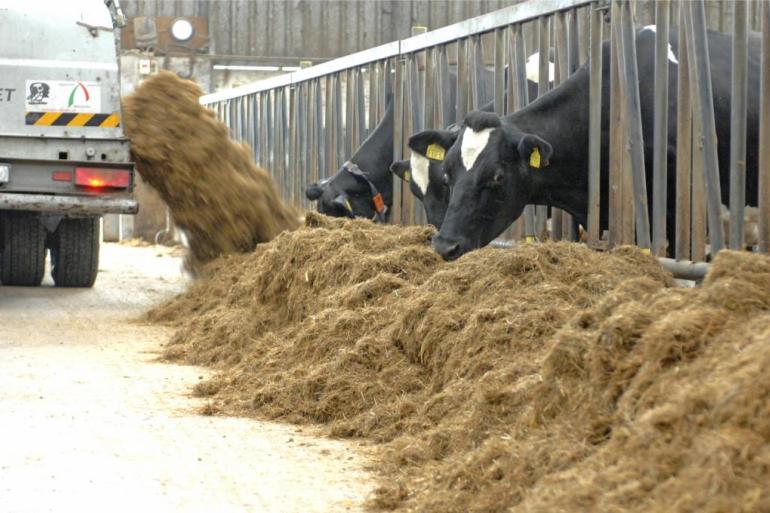 Het ruweiwitgehalte in de Nederlandse melkveerantsoenen daalde naar gemiddeld 162 gram per kg droge stof