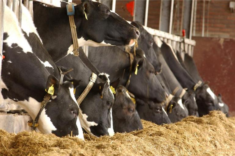 Ook bij een grotere marge tussen melk- en krachtvoerprijs zijn diergezondheid en ruwvoerbenutting belangrijker dan een hoge productie