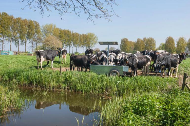 Als koeien water drinken met te veel zout, kan dat risico’s opleveren voor hun gezondheid