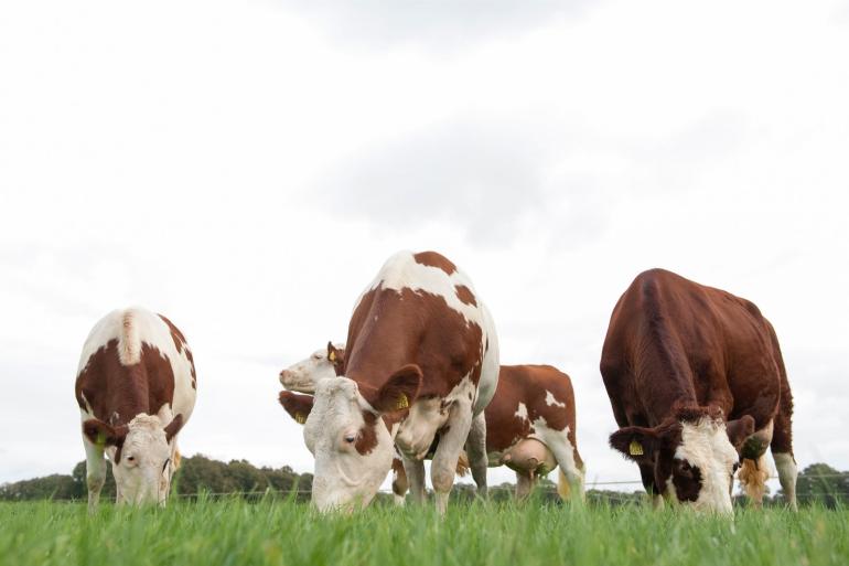 De kalveren van de melkveehouder worden biologisch opgefokt door de vleesveehouder en vervolgens als biologisch vlees afgezet door De Groene Weg