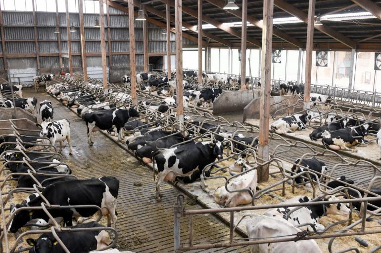 De landbouw, waaronder de melkveehouderij, heeft in het tweede kwartaal van 2022 minder broeikasgassen uitgestoten