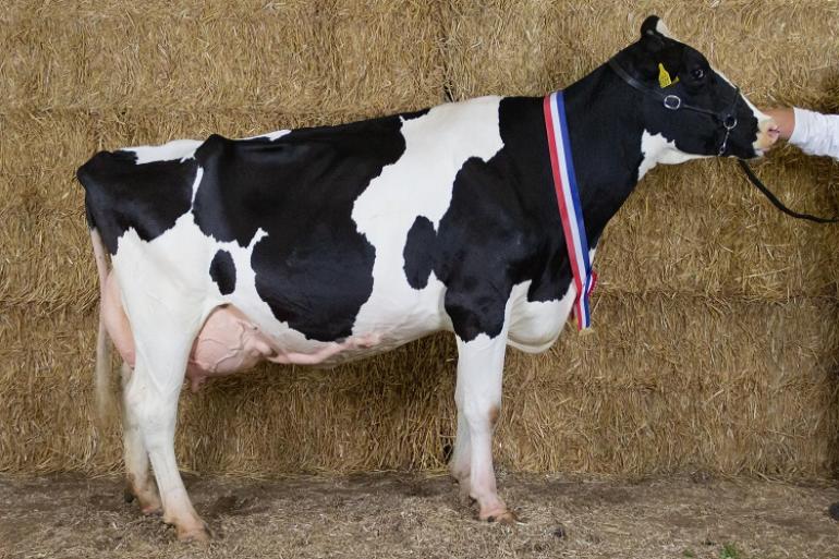 Jolenbroek Olga 23, dochter van een eigen stier, won het algemeen kampioenschap in Scherpenzeel