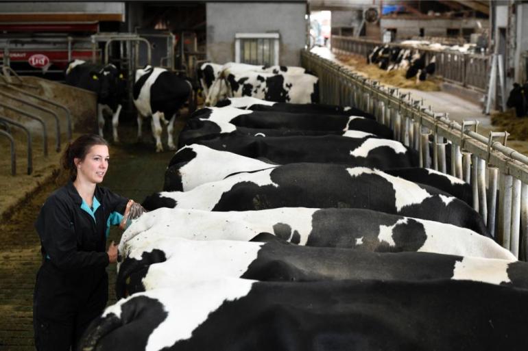 De rekentool van het ILVO brengt in beeld wat de meeropbrengst kan zijn van het gebruik van gesekst sperma en vleesstieren voor de gebruikskruising