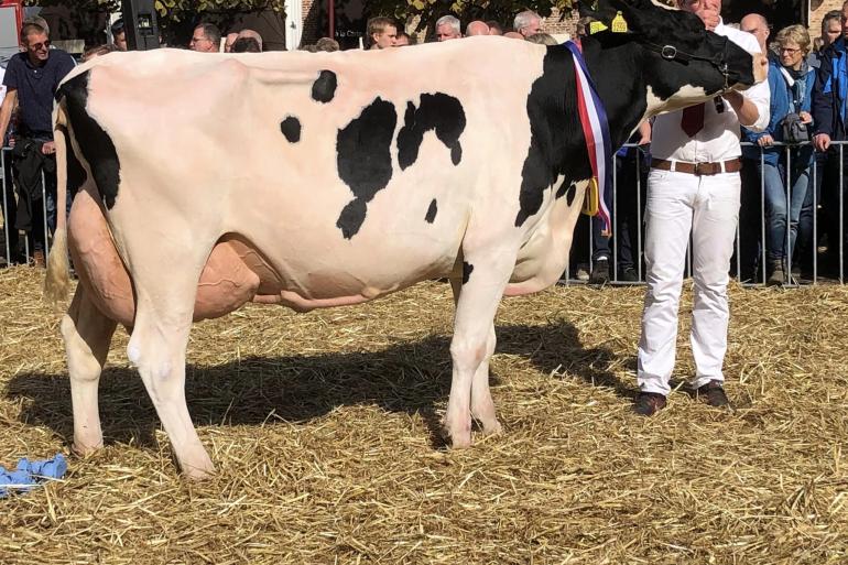 Buisweerd Ramina 2 (v. Leko) wint het algemeen kampioenschap in Workum (foto Auke Landman) 