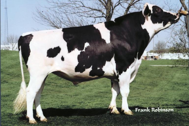 In Frankrijk heeft ongeveer 0,3 procent van de holsteins BLIRD; de stier O Man is aangemerkt als drager