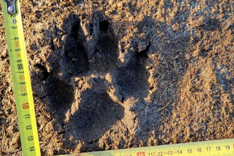 Een pootafdruk van een wolf, gefotografeerd door een van de veehouders van dierenartspraktijk Het Drentse Hart